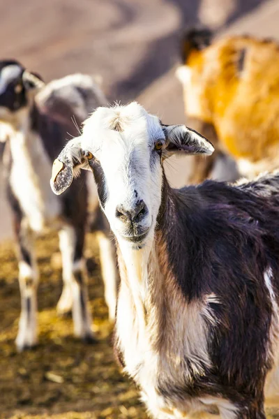 Wilde geiten in de bergen — Stockfoto