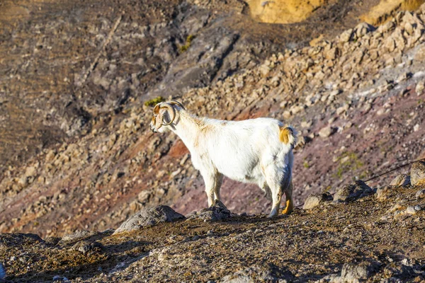Divoké kozy v hoře — Stock fotografie