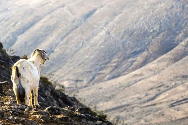Wild goats in the mountain — Stock Photo, Image