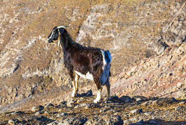 Wild goats in the mountain — Stock Photo, Image