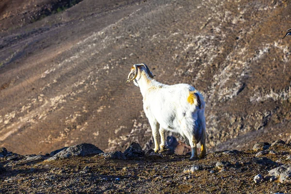 Goats in the mountain — Stock Photo, Image