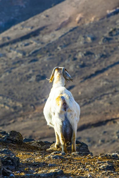 Cabras en la montaña — Foto de Stock