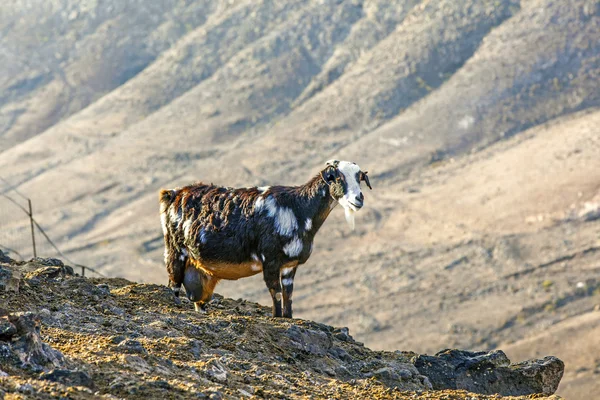 Кози в горах — стокове фото