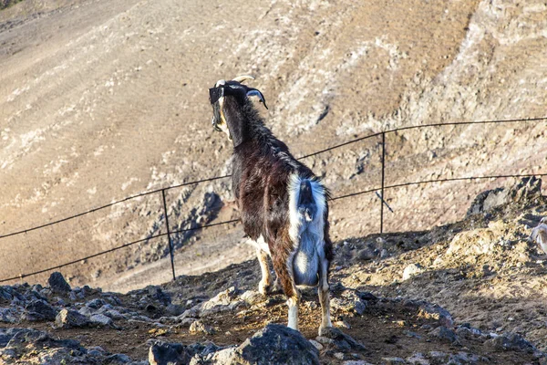 Chèvres dans la montagne — Photo