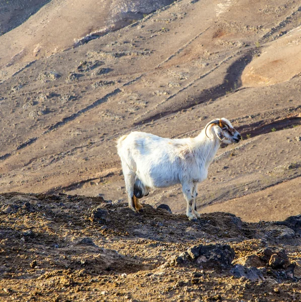 Goats in the mountain — Stock Photo, Image