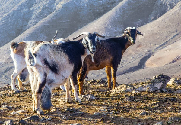 Cabras na montanha — Fotografia de Stock