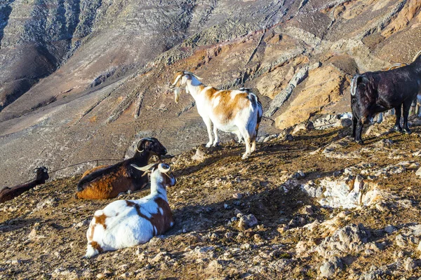 Ziegen im Berg — Stockfoto