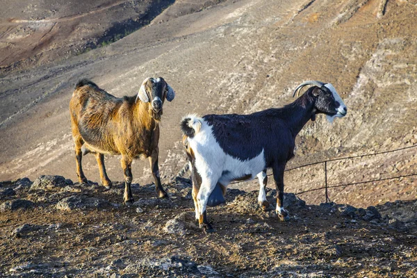 Cabras en la montaña — Foto de Stock