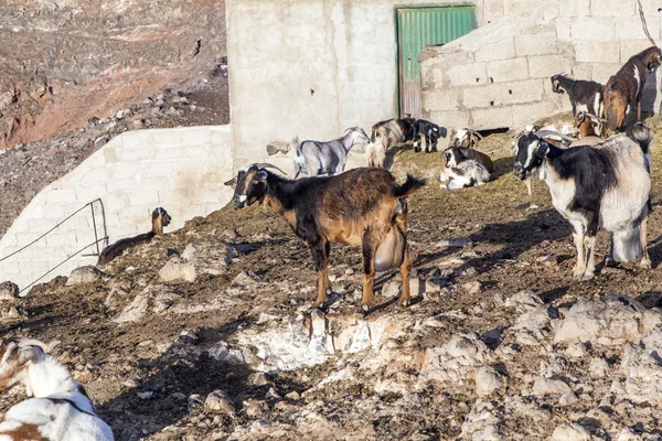 Kudde geiten in de bergen — Stockfoto