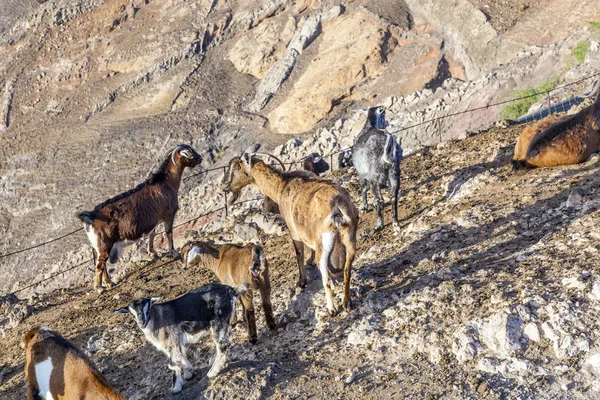 Rebaño de cabras en las montañas —  Fotos de Stock