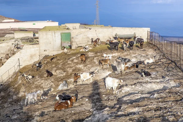 Kudde geiten in de bergen — Stockfoto
