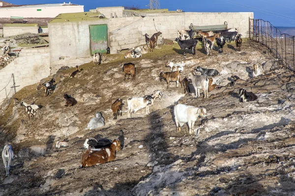 Стадо коз в горах — стоковое фото