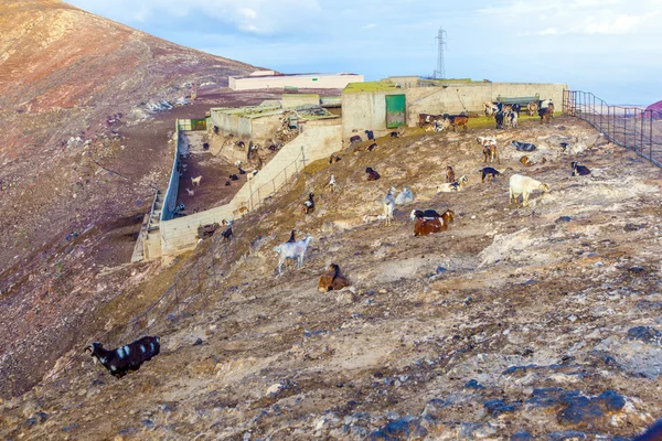 Rebaño de cabras en las montañas —  Fotos de Stock
