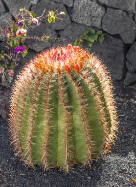 lanzarote, İspanya echinocactus grusonii (altın barre içinde kaktüsler