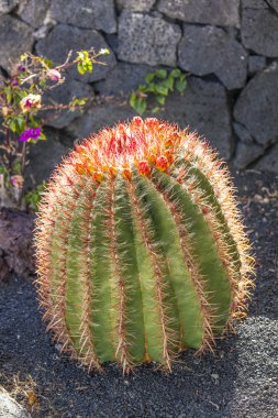 lanzarote, İspanya echinocactus grusonii (altın barre içinde kaktüsler