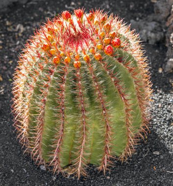 lanzarote, İspanya echinocactus grusonii (altın barre içinde kaktüsler