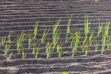 Onions in Lanzarote island, growing on volcanic soil clipart