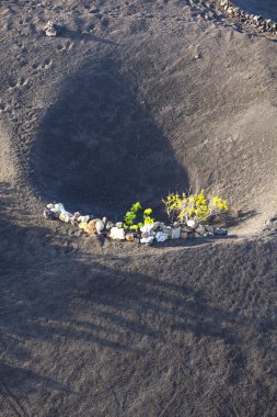 lanzarote Adası, volkanik toprak büyüyen bir bağ