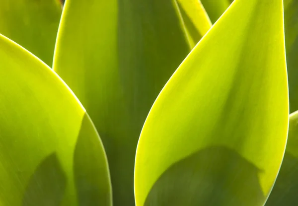 Agave plant in natural sunlight — Stock Photo, Image