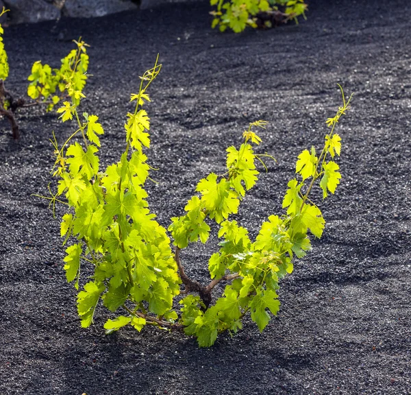 在兰萨罗特岛岛上的火山土壤上生长的葡萄园 — 图库照片