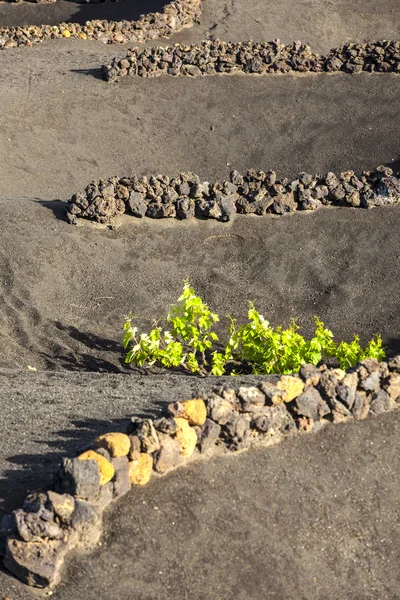 En vingård i lanzarote island, växer på vulkaniska jorden — Stockfoto