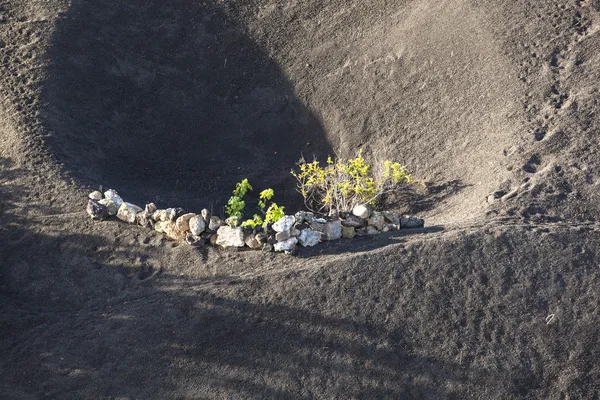 在兰萨罗特岛岛上的火山土壤上生长的葡萄园 — 图库照片