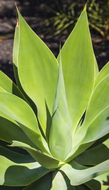 Agave bitki doğal güneş ışığı