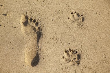 Footsteps of a dog and a man at the beach clipart