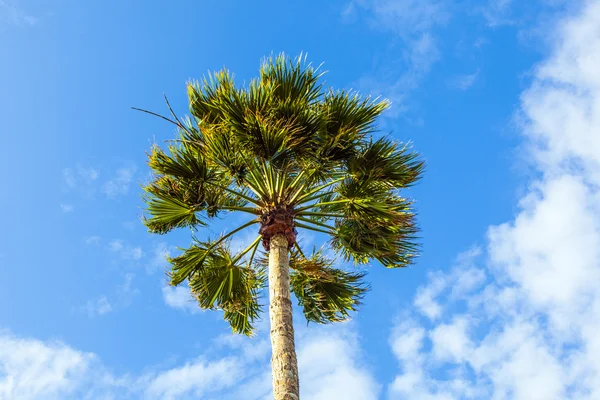Венец из пальмы — стоковое фото