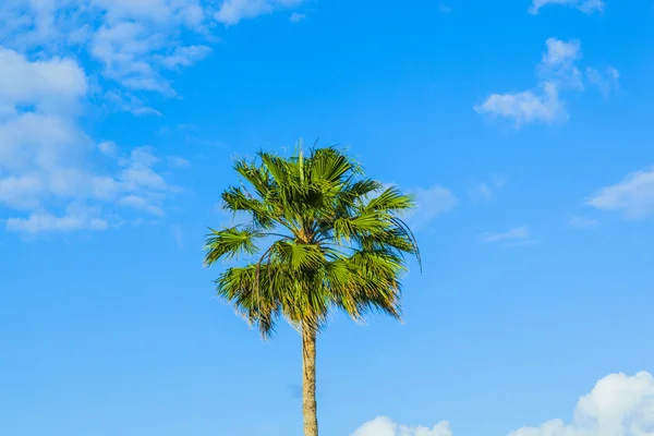 มงกุฎของต้นปาล์ม — ภาพถ่ายสต็อก