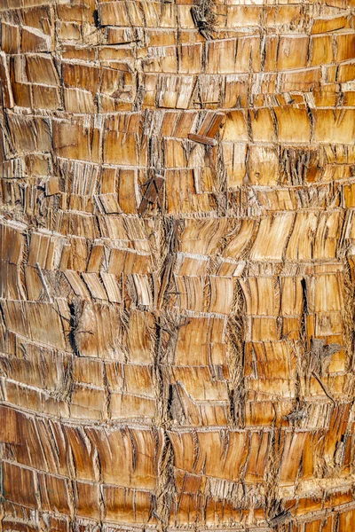 Robusto marrone palma legno corteccia naturale texture sfondo . — Foto Stock