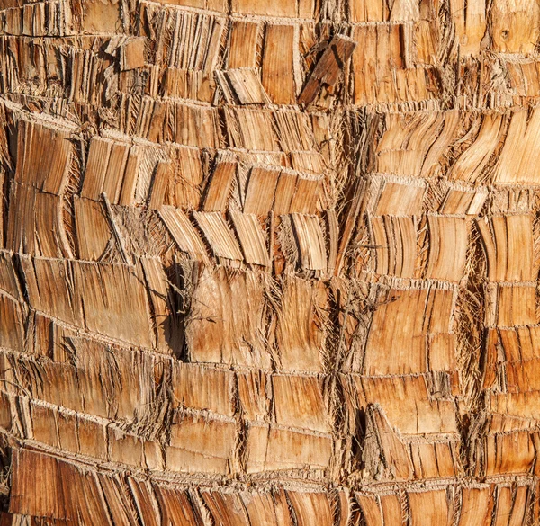 Raue braune Palme Holz Rinde natürliche Textur Hintergrund. — Stockfoto