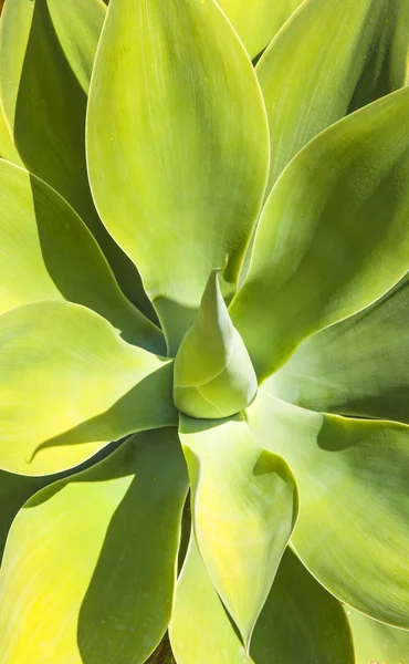 Agave plant in natural sunlight — Stock Photo, Image