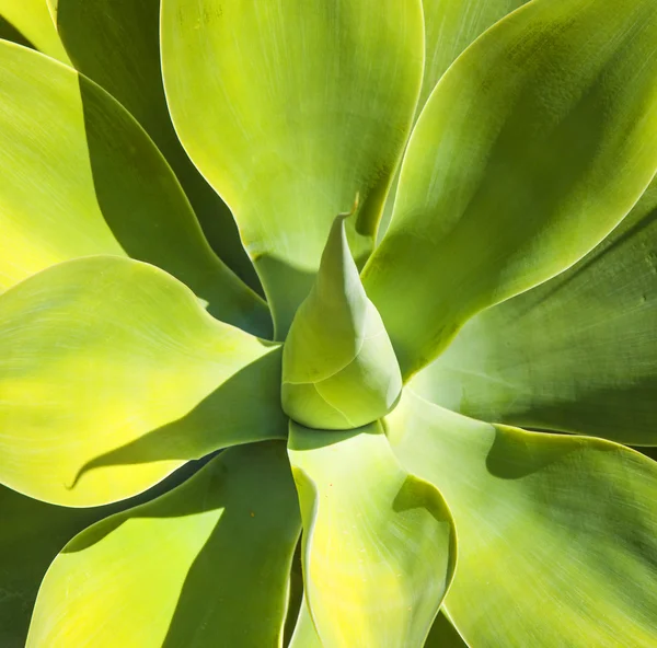 Pianta di agave alla luce naturale del sole — Foto Stock