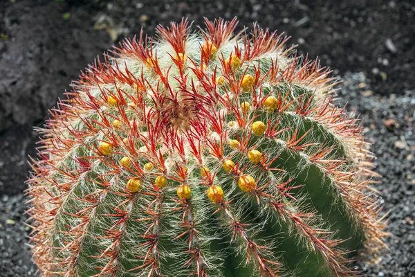 Cactus a Lanzarote, Spagna Echinocactus grusonii (Golden Barre — Foto Stock