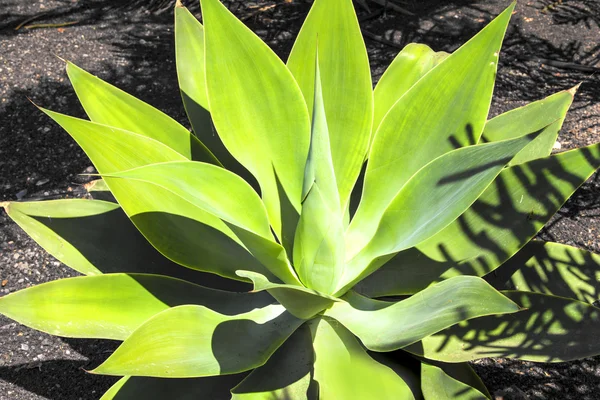 Агава растение в естественном солнечном свете — стоковое фото