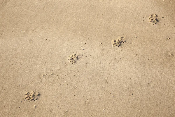 Footsteps of a dog at the beach — Stock Photo, Image