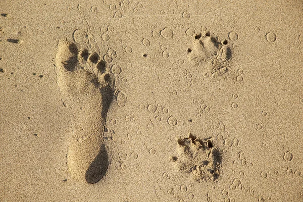 Voetsporen van een hond en een man op het strand — Stockfoto
