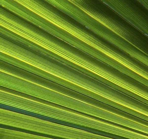 Bel modello di palme — Foto Stock