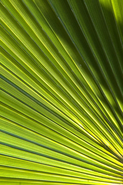 Piękny wzór z palmami — Zdjęcie stockowe