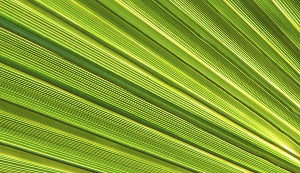 Prachtig patroon van palmbomen — Stockfoto