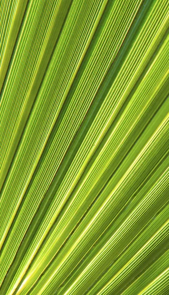 Piękny wzór z palmami — Zdjęcie stockowe