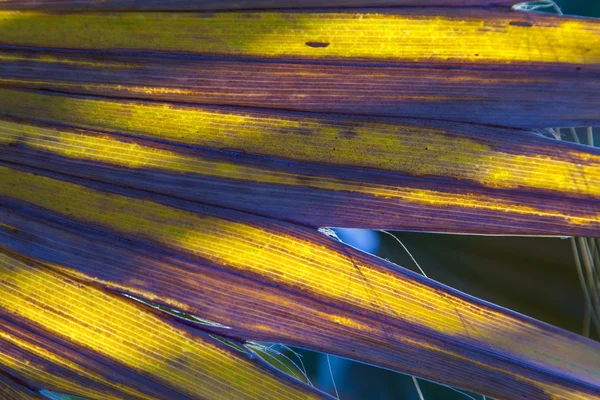 Beautiful pattern of palm trees gives a harmonic feeling — Stock Photo, Image