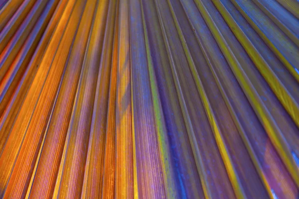 Mooi patroon van palmbomen geeft een harmonisch gevoel — Stockfoto