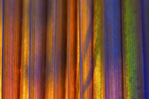 Mooi patroon van palmbomen geeft een harmonisch gevoel — Stockfoto