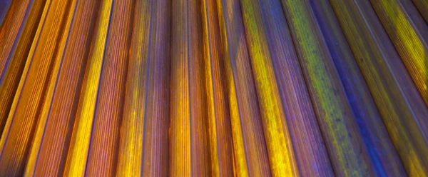 Красивый узор пальм дает гармоничное ощущение — стоковое фото