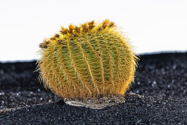 kaktüs lanzarote Adası, İspanya echinocactus grusonii (golden