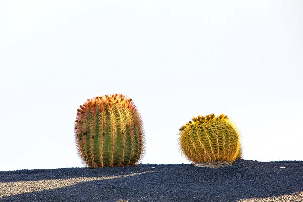 Kaktus v ostrově lanzarote, Španělsko echinocactus grusonii (Zlatý — Stock fotografie
