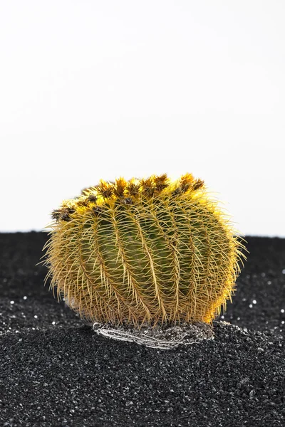 Cactus in Lanzarote island, Spain Echinocactus grusonii (Golden — Stock Photo, Image