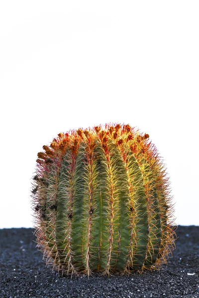 Cacto na ilha de Lanzarote, Espanha Echinocactus grusonii (Golden — Fotografia de Stock